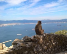 2016 Gibraltar apes